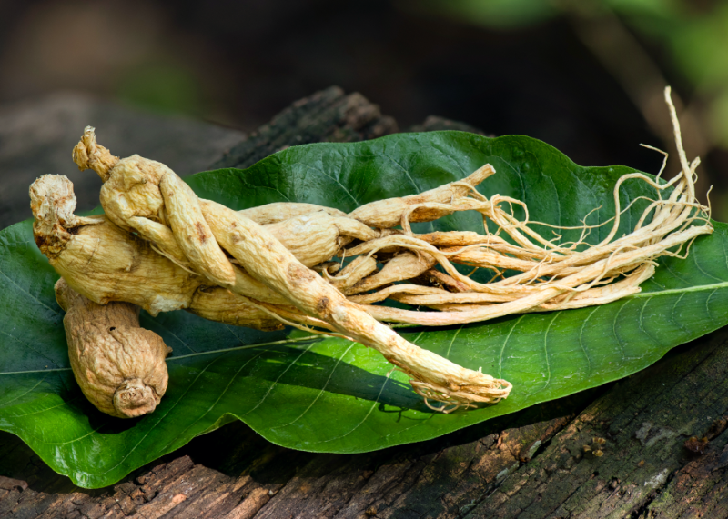 Panax Ginseng Wurzel